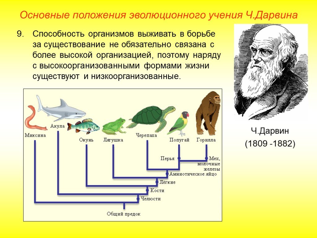 Современные концепции эволюции