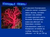 У красного благородного коралла скелет содержит окись железа, которая придает ему разные оттенки красного цвета. Колонии благородных кораллов обитают на береговых склонах Средиземного моря и у Канарских островов на глубине больше 20 м (обычно - от 50 до 150 м).