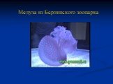 Медуза из Берлинского зоопарка