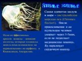 Ядовитые животные. Самая ядовитая медуза в мире – австралийская морская оса (Chironex fleckeri). После прикосновения к ее щупальцам человек умирает через 1-3мин, если не подоспеет медицинская помощь. Яд парализует сердечную мышцу. Одно из эффективных средств защиты – женские колготы, которые однажды