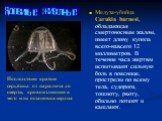 Медуза-убийца Carukia barnesi, обладающая смертоносным жалом, имеет длину купола всего-навсего 12 миллиметров. В течение часа жертвы испытывают сильную боль в пояснице, прострелы по всему тела, судороги, тошноту, рвоту, обильно потеют и кашляют. Последствия крайне серьёзны: от паралича до смерти, кр