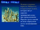 Ложные огненные кораллы (Millepora) (гидроидный полип), которые могут серьезно травмировать кожу при прикосновении. Нередко после ожогов на коже образуются долго незаживающие язвы.
