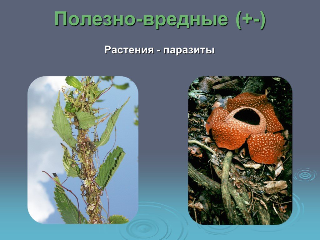 Отношения вредные для обоих организмов. Растения паразиты. Лечебные растения паразиты. Растения паразиты примеры. Организмы паразиты растения.