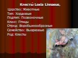 Клесты́ Loxia Linnaeus, Царство: Животные Тип: Хордовые Подтип: Позвоночные Класс: Птицы Отряд: Воробьинообразные Семейство: Вьюрковые Род: Клесты