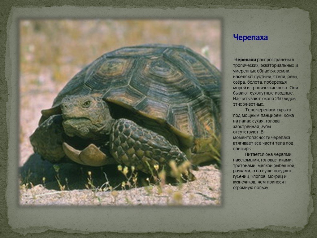 Укажите класс черепахи. Сухопутная черепаха тропики. Черепахи в субтропиках. Информация о черепахе. Черепахи тропического леса.