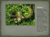 Анаконда. Анаконда - самая крупная в мире змея, населяющая непроходимые джунгли и трясины Южной Америки. Излюбленные места этого гиганта - рукава и заводи рек Амазонки и Ориноко. Средняя длина этой змеи - 6 м. Живёт она около 50 лет. Большую часть времени проводит в воде. Лёжа у берега, она сторожит