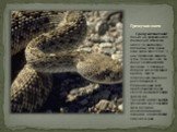 Гремучая змея. Гремучая змея живёт только на американском континенте. Известно около 16 видов этих ядовитых змей. Длина этих змей около 1,5 м. У них прекрасно развиты зубы, длиной 2-3 см. На конце хвостаимеются трещотки, с помощью которой змея отпугивает врагов. Шум от погремушки слышен на расстояни