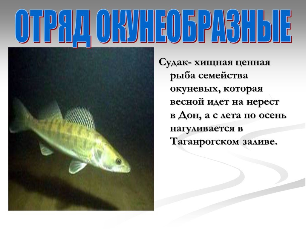 Ценная рыба 6 букв. Хищная рыба семейства окуневых. Ценная рыба. Семейство окуневых рыб названия хищных. Отряд окунеобразные презентация по биологии.