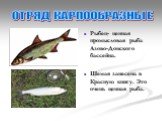Рыбец- ценная промысловая рыба Азово-Донского бассейна. Шемая занесена в Красную книгу. Это очень ценная рыба. ОТРЯД КАРПООБРАЗНЫЕ