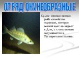 Судак- хищная ценная рыба семейства окуневых, которая весной идет на нерест в Дон, а с лета по осень нагуливается в Таганрогском заливе. ОТРЯД ОКУНЕОБРАЗНЫЕ