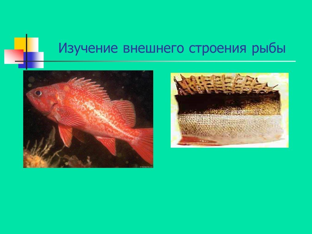 Какая биология изучает рыб. Особенности внешнего строения рыб связанные со средой обитания. Внутреннее строение рыбы. Изучение рыб.