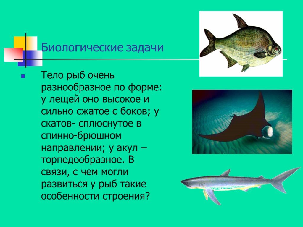 Какое тело у рыб. Биологические задачи. Форма тела рыб очень разнообразна. Биологическая рыба. Биологические особенности рыб.