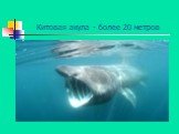 Китовая акула - более 20 метров