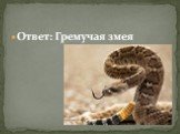 Ответ: Гремучая змея