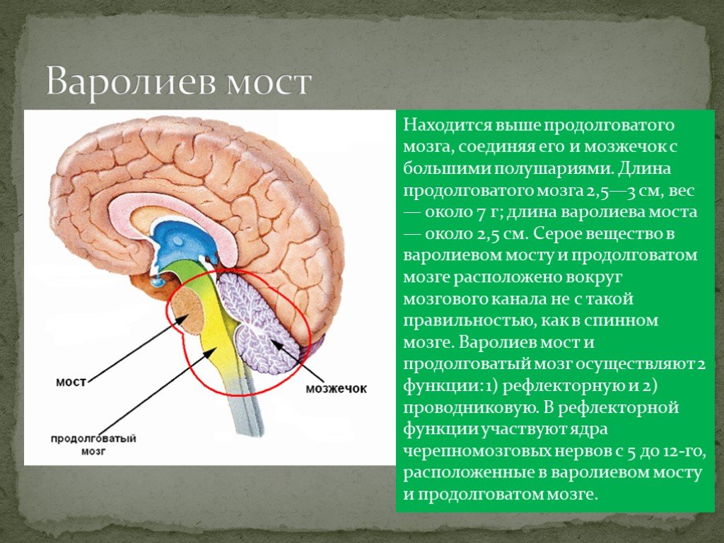 Особенности моста мозга