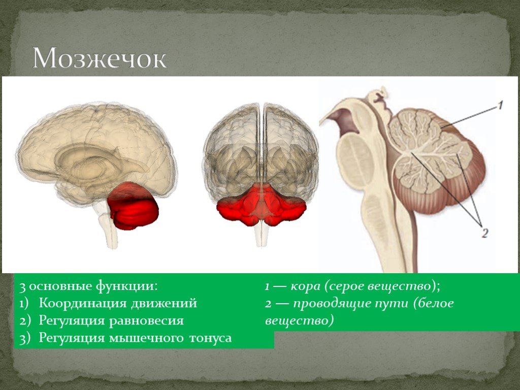 Серое вещество в мозжечке. Строение серого вещества мозжечка. Мозжечок расположение серого и белого вещества. Строение белого вещества мозжечка. Серое и белое вещество мозжечка.