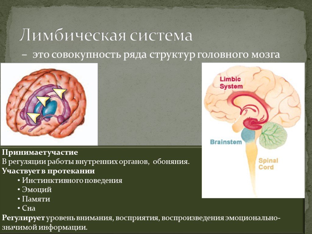 Лимбическая структура мозга. Лимбическая система строение и функции анатомия. Лимбическая система головного мозга анатомия. Лимбическая система головного мозга состав. Структура головного голова лимбическая система.
