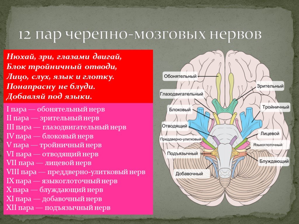 Нервные узлы черепных нервов. 12 Пар черепно мозговых нервов анатомия. Ядра 12 пар черепно мозговых нервов. Черепные нервы 12 пар анатомия. Анатомия 1-12 пар черепно-мозговых нервов.