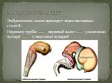 Эмбриогенез мозга проходит через несколько стадий: Нервная трубка нервный валик 3 мозговых пузыря 5 мозговых пузырей. Эмбриогенез мозга