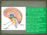 Находится выше продолговатого мозга, соединяя его и мозжечок с большими полушариями. Длина продолговатого мозга 2,5—3 см, вес — около 7 г; длина варолиева моста — около 2,5 см. Серое вещество в варолиевом мосту и продолговатом мозге расположено вокруг мозгового канала не с такой правильностью, как в