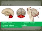 3 основные функции: Координация движений Регуляция равновесия Регуляция мышечного тонуса. 1 — кора (серое вещество); 2 — проводящие пути (белое вещество)