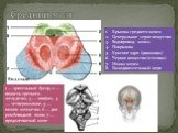 Крышка среднего мозга Центральное серое вещество Водопровод мозга Покрышка Красное ядро (динамика) Черное вещество (статика) Ножка мозга Глазодвигательный нерв. Вид сзади. 1 — зрительный бугор, 2 — полость третьего желудочка, 3 — эпифиз, 4 — четверохолмие, 5 — ножки мозжечка, 6 — дно ромбовидной ямк
