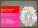 12 пар черепно-мозговых нервов. Нюхай, зри, глазами двигай, Блок тройничный отводи, Лицо, слух, язык и глотку. Понапрасну не блуди. Добавляй под языки. I пара — обонятельный нерв II пара — зрительный нерв III пара — глазодвигательный нерв IV пара — блоковый нерв V пара — тройничный нерв VI пара — от