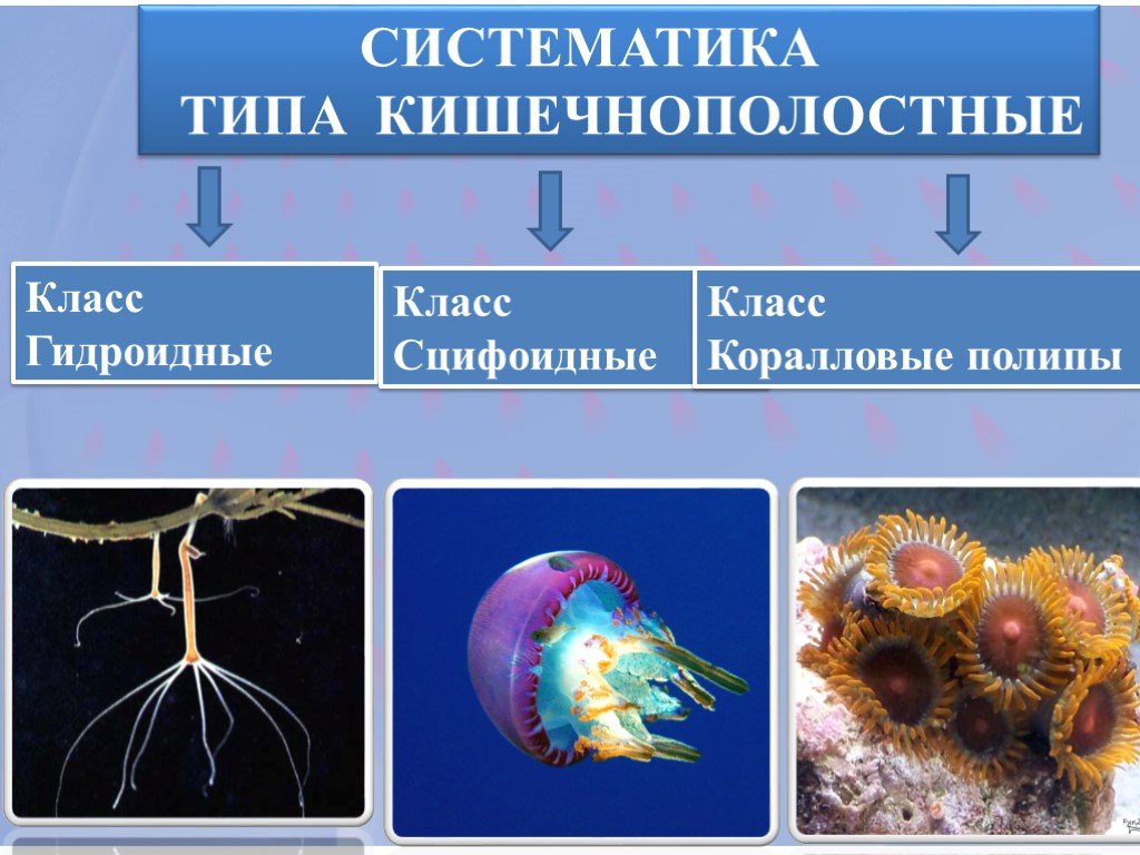 Какие черви кишечнополостные. Тип Кишечнополостные класс коралловые полипы. Гидроидные актиния. Биология 7 класс представители типа кишечнополостных. Кораллы полипы Кишечнополостные.