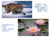 Амурский тигр - крупнейшая кошка в мире - занесен в Международную Красную книгу. Дальневосточный Лотос (символ красоты, чистоты...)