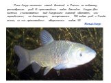 Белый Амур. Река Амур является самой богатой в России по видовому разнообразию рыб. В пресноводных водах бассейна Амура (без соленых и солоноватых вод Амурского лимана) обитают, или периодически, но достоверно, встречаются 125 видов рыб и 2 вида миног, из них пресноводных аборигенных видов 92. Белый