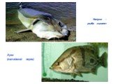 Калуга – рыба гигант. Ауха (китайский окунь)