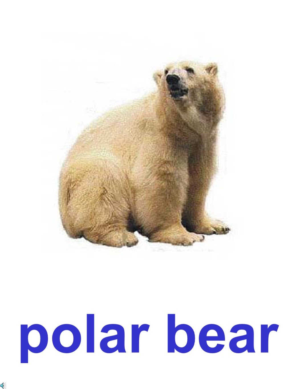 Мишка перевести на английский. Медведь карточка на английском. Белый медведь по английскому. Медведь на английском. Описание белого медведя на английском.