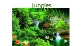 jungles