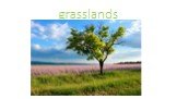 grasslands