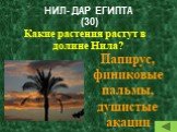 НИЛ- ДАР ЕГИПТА (30). Какие растения растут в долине Нила? Папирус, финиковые пальмы, душистые акации
