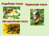 Индийская пчела Украинская пчела. Австралийская пчела