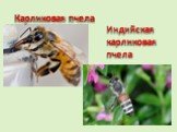 Карликовая пчела. Индийская карликовая пчела