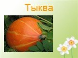 Тыква