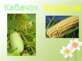 Кабачок Кукуруза