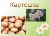 Картошка