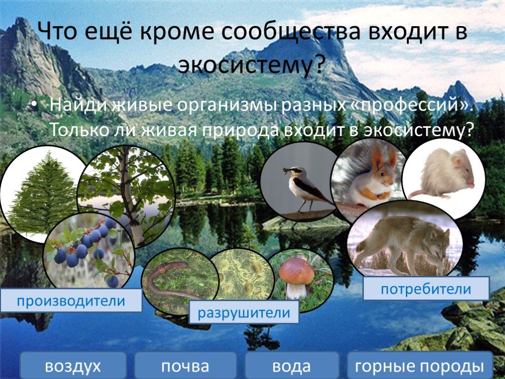 Живые организмы в горах. Экосистема. Живые организмы экосистемы. Экологические системы в природе. Экосистема окружающий мир.