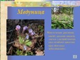 Медуница. Многолетнее растение, цветёт ранней весной, листья употребляются как лечебное средство при лёгочных заболеваниях.