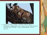 Шерсть у гепарда гладкая, короткая, жёлтого цвета, с равномерно разбросанными по всему телу мелкими чёрными пятнами. Когти большие, тупые, втягивающиеся только частично.