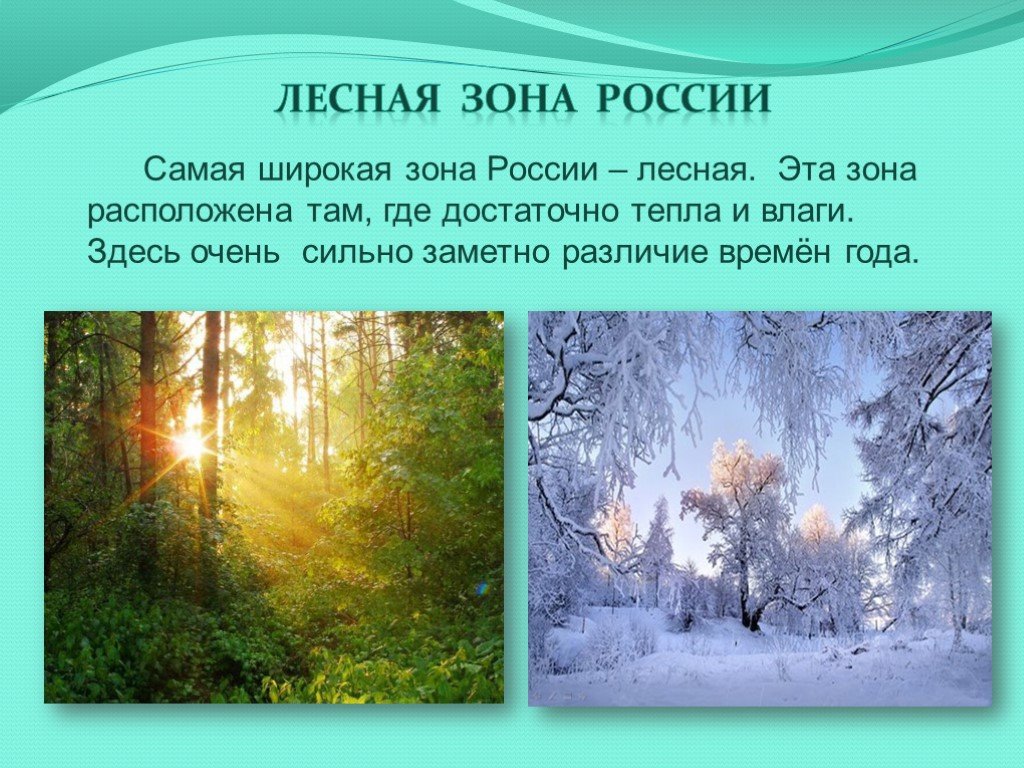 4 лесных зон. Доклад на тему Лесная зона. Презентация на тему Лесная зона. Лесная зона России презентация. Зоны лесов России 4 класс.