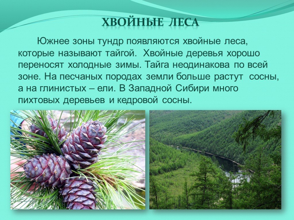 Хвойная тайга 5. Сообщение про хвойные леса. Презентация на тему Лесная зона. Разнообразие хвойных лесов. Хвойные леса доклад.