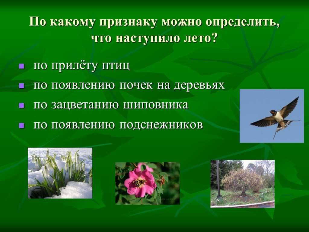 4 признака лета. Сезонные изменения в лесу летом. Урок окружающий мир 3 класс признаки лета.. Признаки лето 3 класс. Признаки наступления лета.