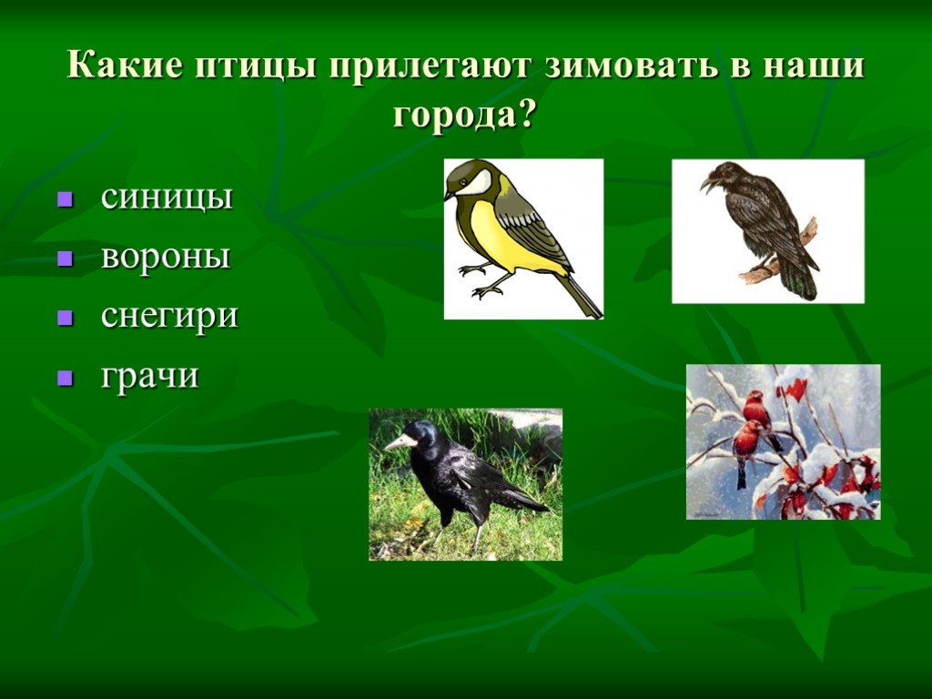 Какие птицы прилетают. Какие птицы прилетают зимовать. Птицы прилетающие на зимовку. Какие птицы прилетают к нам на зимовку. Какие птицы прилетают зимовать в Россию.