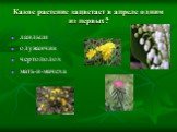 Какое растение зацветает в апреле одним из первых? ландыш одуванчик чертополох мать-и-мачеха