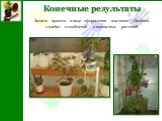 Защита проекта в виде оформления выставки «Зелёная служба» и сообщений о комнатных растений.