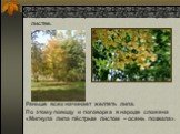 Одна из первых примет осени – жёлтые пряди в листве. Раньше всех начинает желтеть липа. По этому поводу и поговорка в народе сложена «Мигнула липа пёстрым листом – осень позвала».